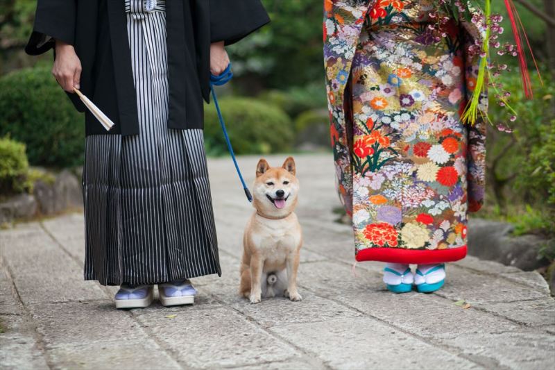 お利口な犬