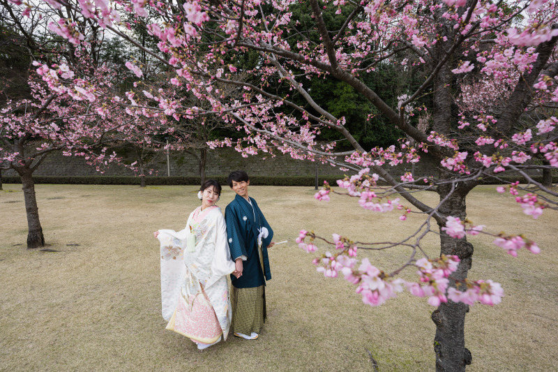 ピンクの桜