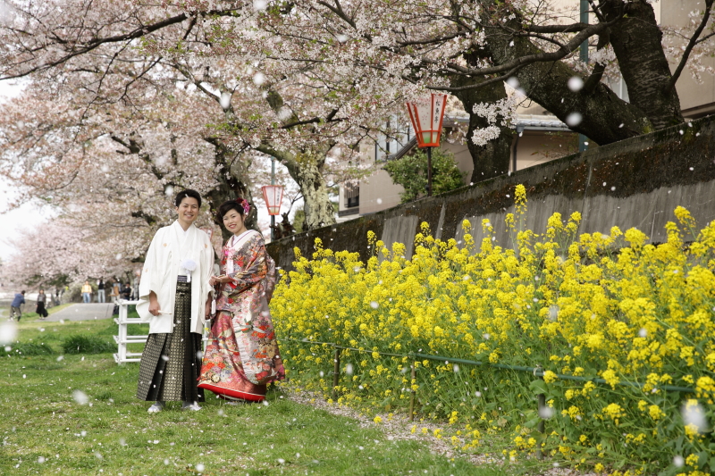 菜の花と桜の競演