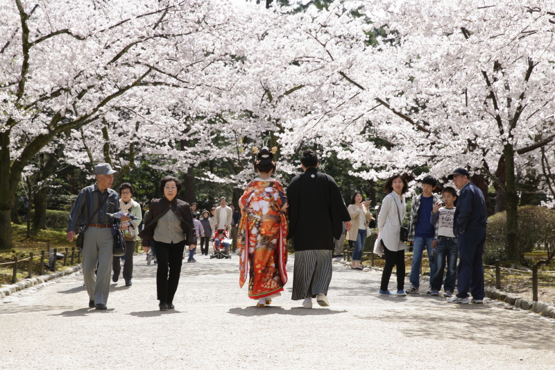 金沢城の桜