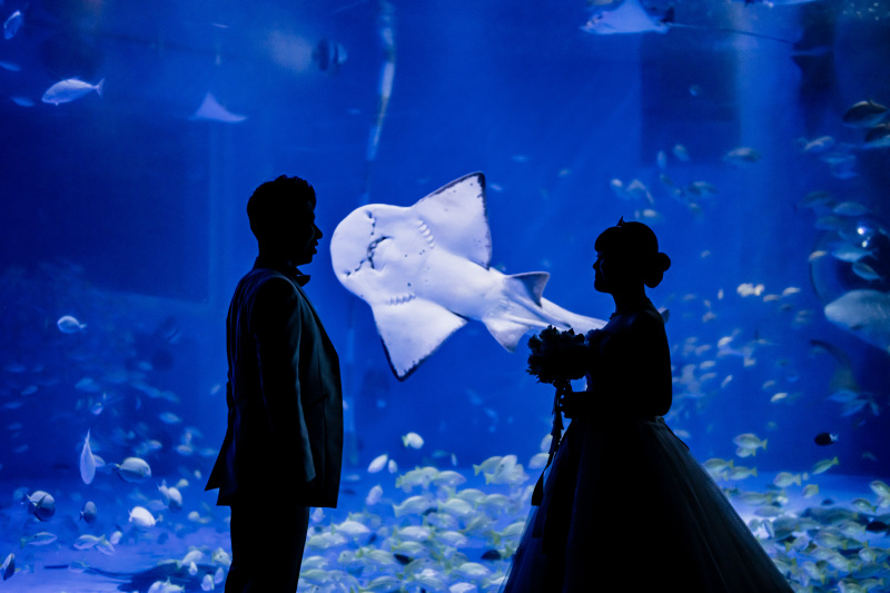 【レギュラープラン】のとじま水族館撮影プラン