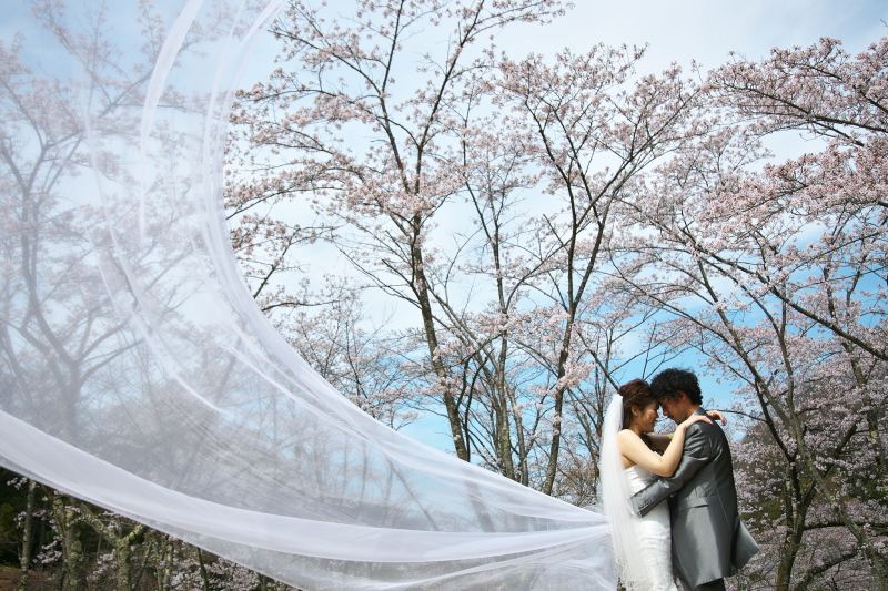 【桜限定ロケーションプラン】洋装でも桜ロケ。400年の森。