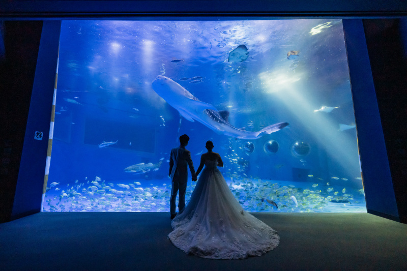 【レギュラープラン】のとじま水族館撮影プラン