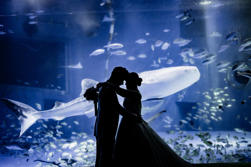 【レギュラープラン】のとじま水族館撮影プラン