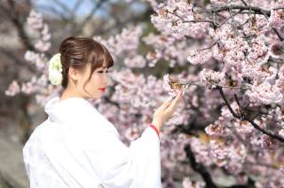 兼六園桜ロケーションフォト