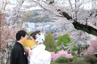 兼六園桜ロケーションフォト