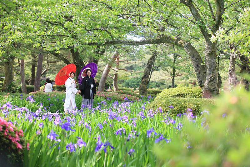 カキツバタ＆ツツジ