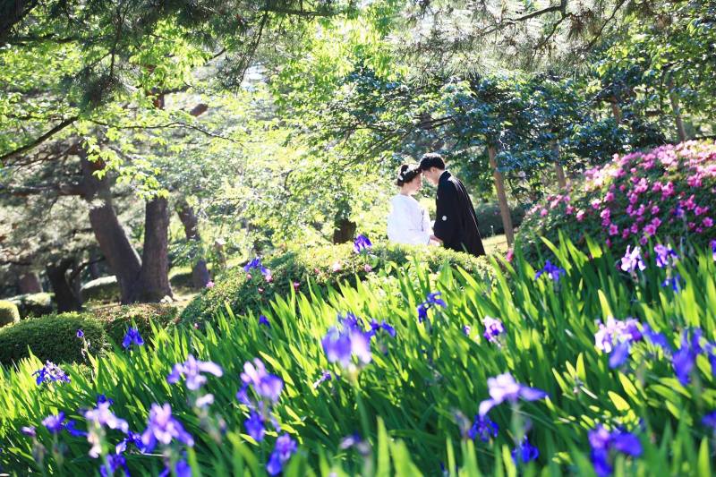 カキツバタにて