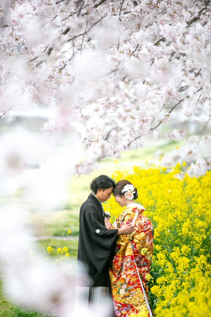 菜の花と桜に包まれて