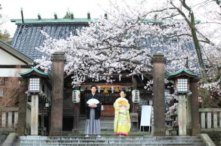 桜満開ロケーションフォト