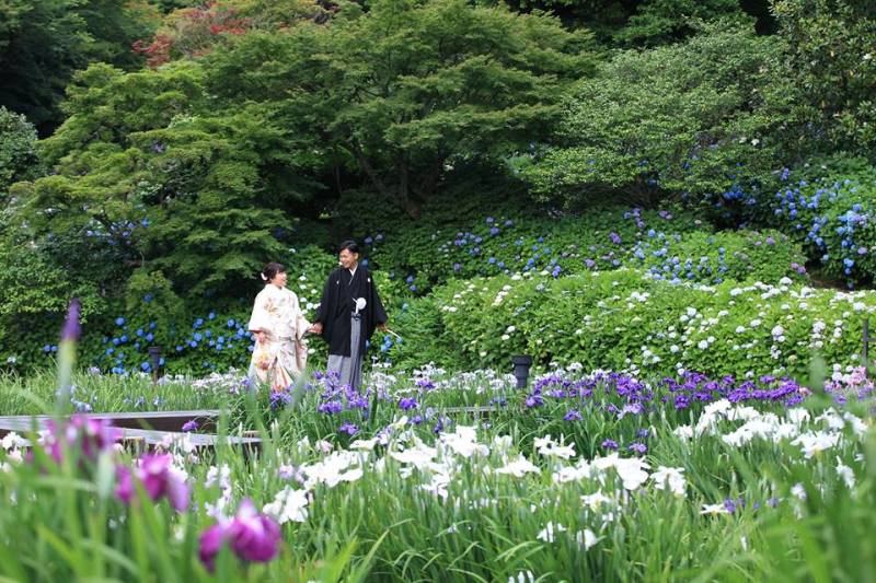 花菖蒲・紫陽花