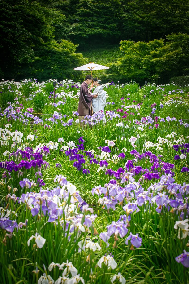6月中の空き日程残り3日間！(21日、28日、30日)紫陽花ロケーションプラン♪(雨天延期無料・土日祝&yen;11,000割引あり)