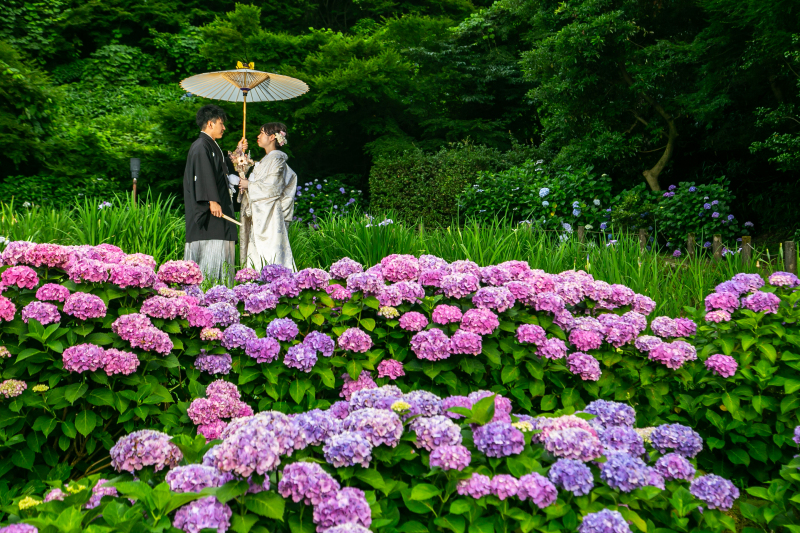 6月末までのお申し込み限定!紫陽花ロケーションフォトプラン♪(雨天延期無料・土日祝¥11,000割引あり)