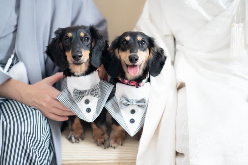 ワンちゃんも可愛く着飾って！