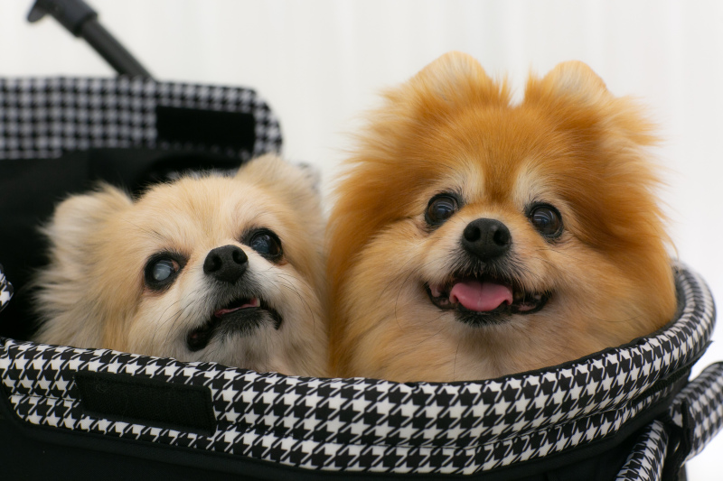 おふたりの大切なわんちゃん♡