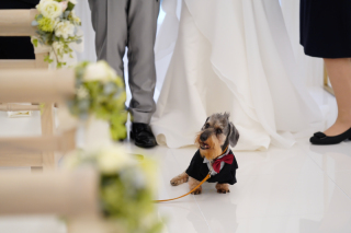 ペットとの撮影