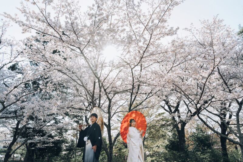 桜とのコントラスト