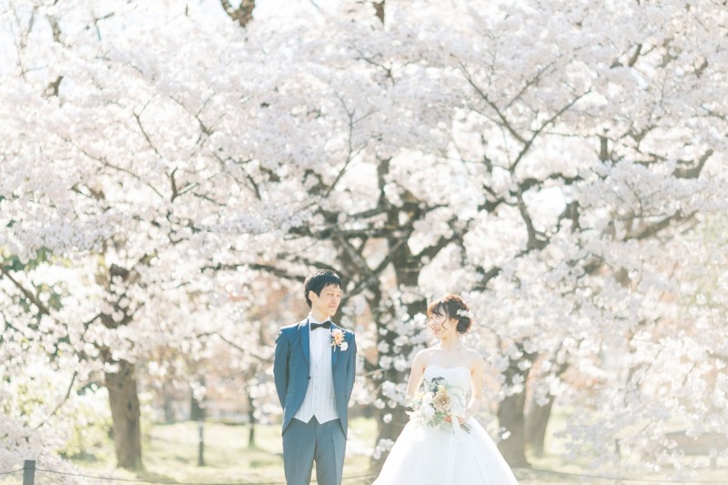 たくさんの桜に囲まれて