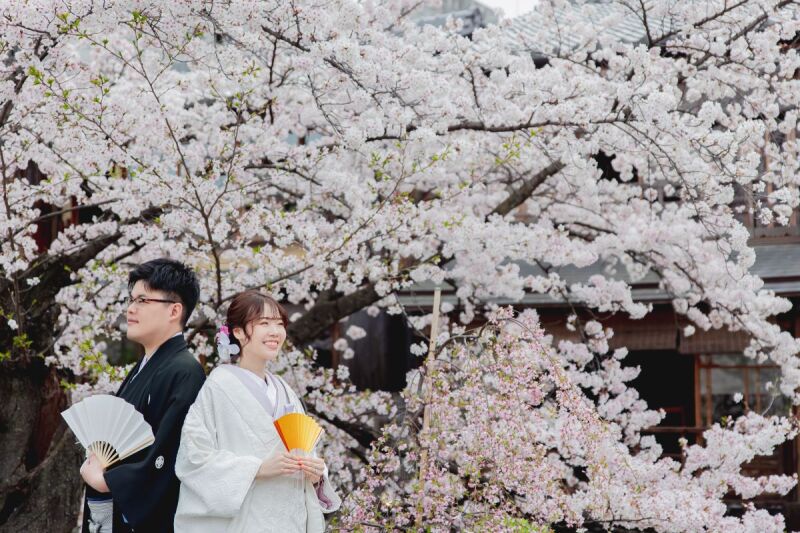 画面いっぱいの桜