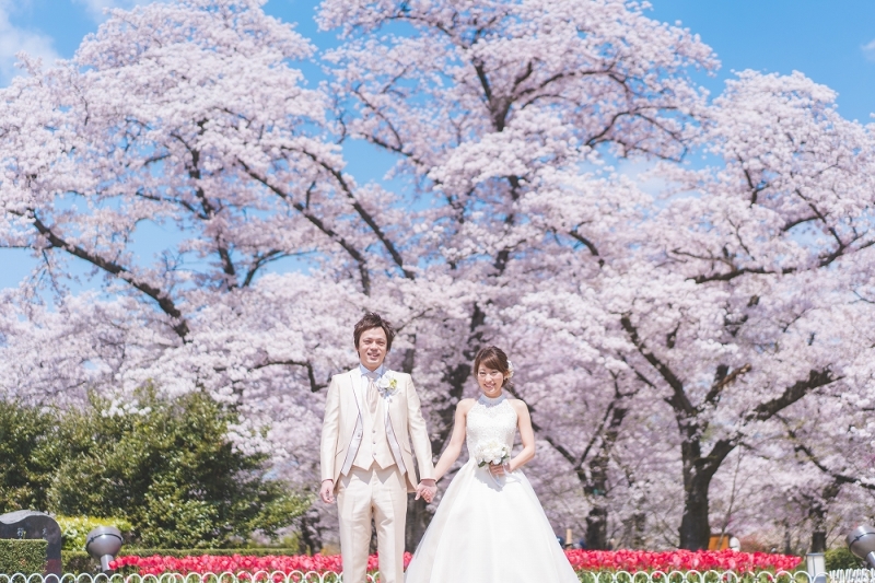 桜とチューリップ