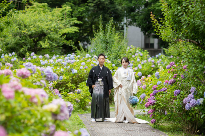 紫陽花畑に佇む姿を