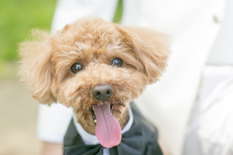 ペットと一緒に