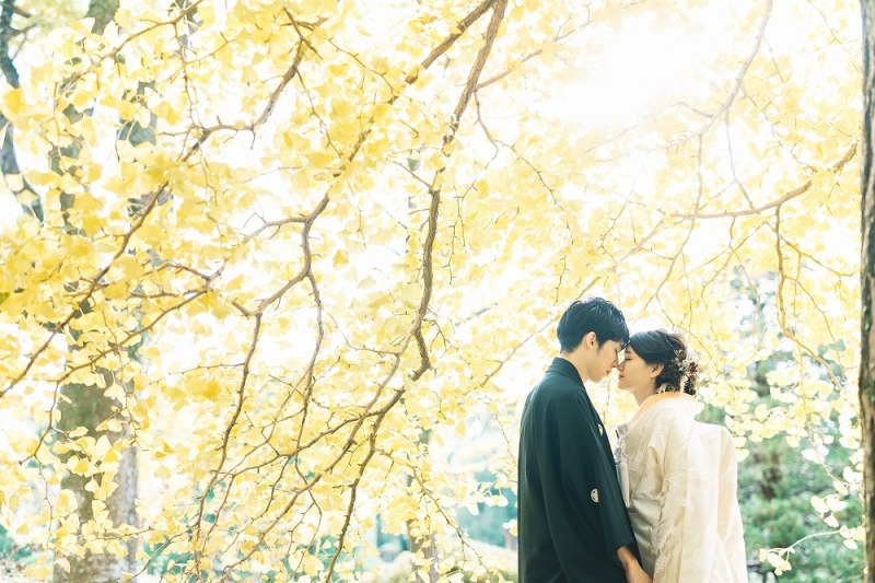 木漏れ日差し込む大イチョウ