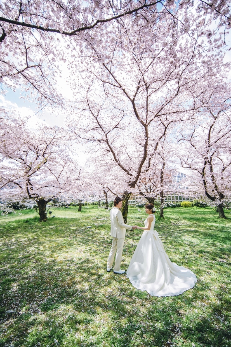 光・緑・桜
