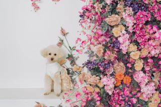 LICIAN―スタジオリシアン―