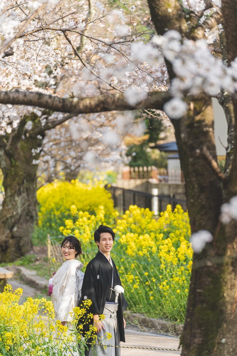 春爛漫!桜撮影【京都の寺院と菜の花2ヶ所コース】和装1着2ヶ所桜美しい寺院+菜の花どちらも撮影プラン