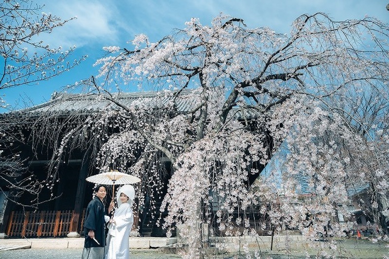 桜前撮り好評につき｜3/30～4/5　6日間限定　残り1枠｜￥88,000