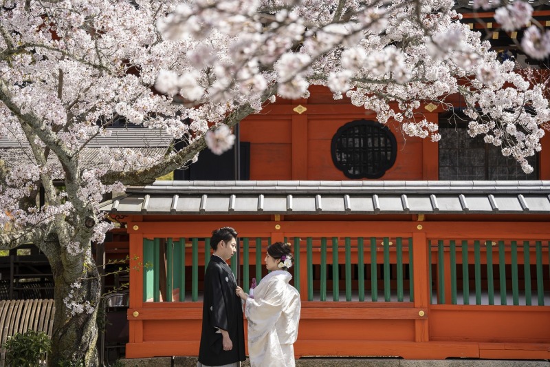 桜前撮り好評につき｜3/30～4/5　6日間限定　残り1枠｜￥88,000