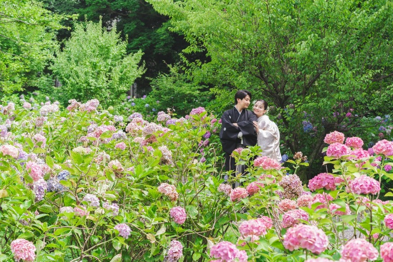 【6月7月撮影】紫陽花フォトプラン｜和装1着1ロケーション寺院申請料金付き｜寺院に咲く紫陽花と一緒に撮影ができる