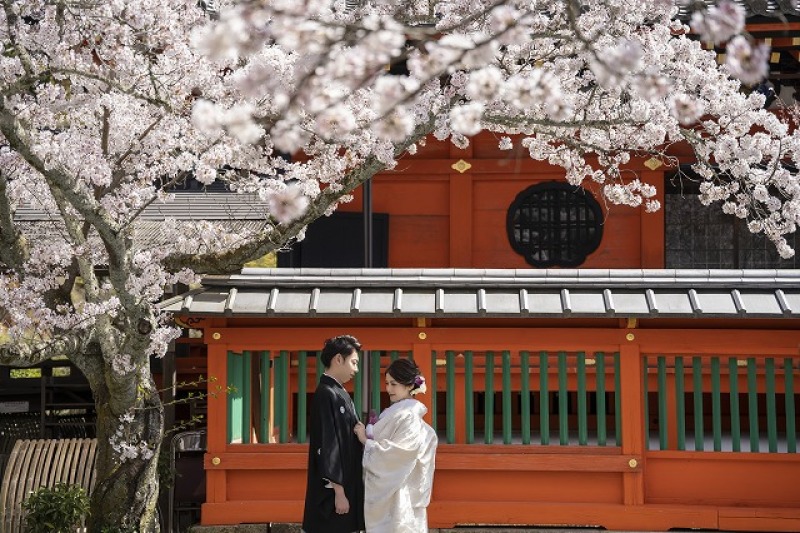 春爛漫!桜撮影【京都の寺院と菜の花2ヶ所コース】和装1着2ヶ所桜美しい寺院+菜の花どちらも撮影プラン