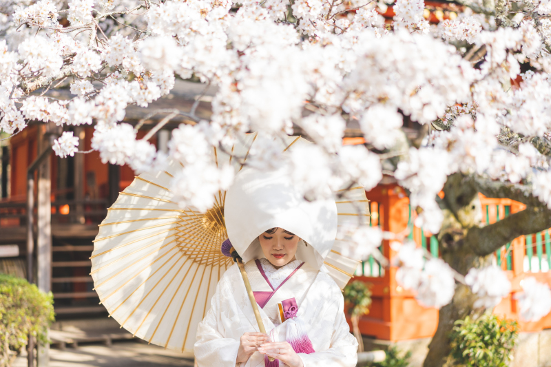 春爛漫!桜撮影【京都の寺院と菜の花2ヶ所コース】和装1着2ヶ所桜美しい寺院+菜の花どちらも撮影プラン