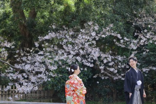 三渓園桜ロケーション撮影