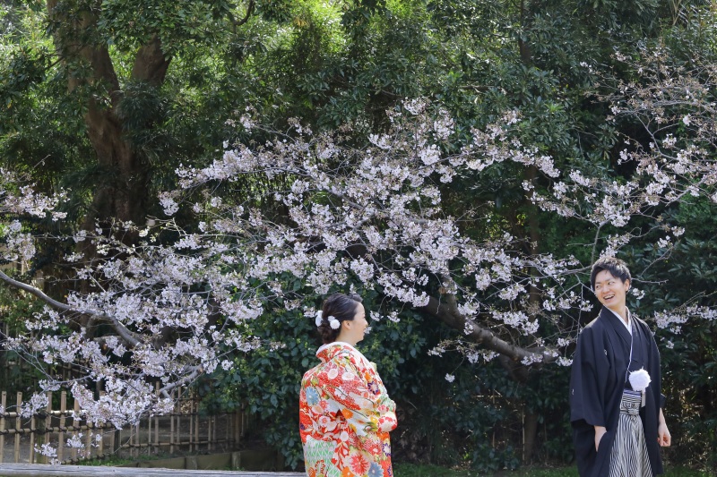 三渓園桜ロケーション撮影