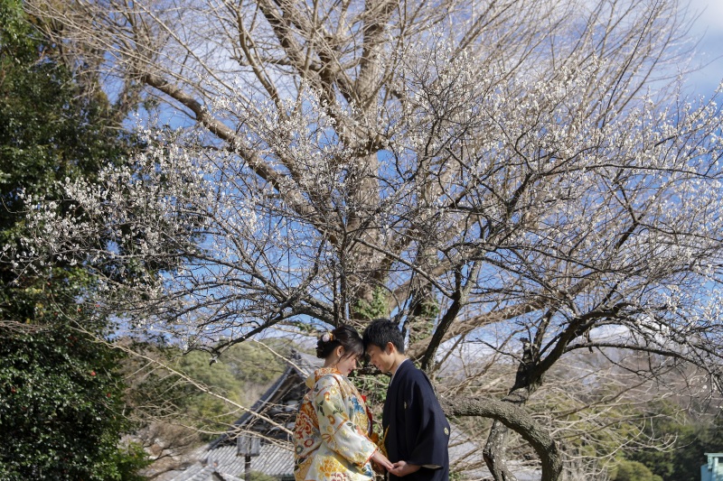 もうすぐで満開に。