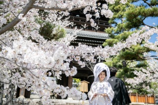 桜ロケーション撮影