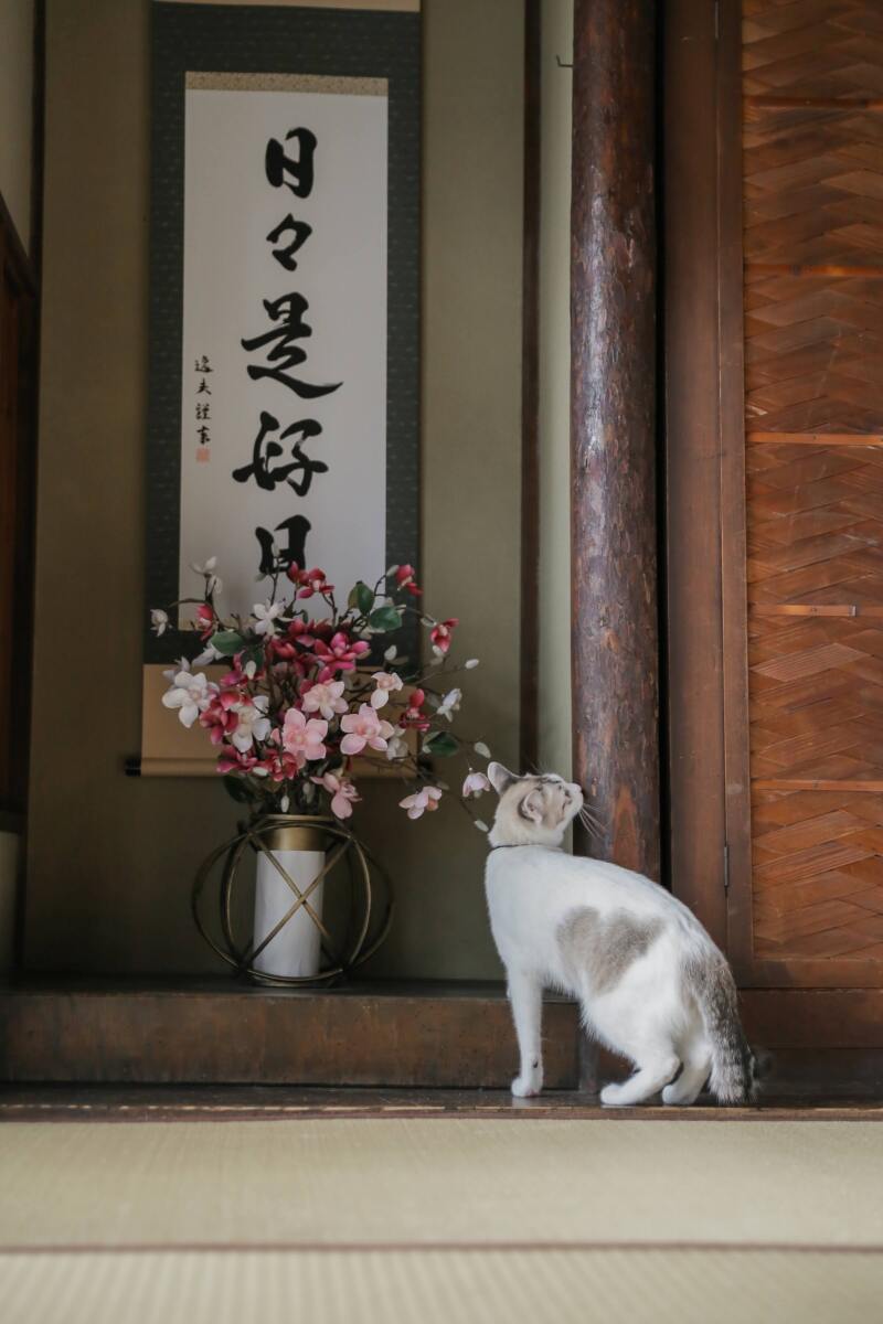 CLAIRE京都西陣店_ペットと一緒に撮影できる