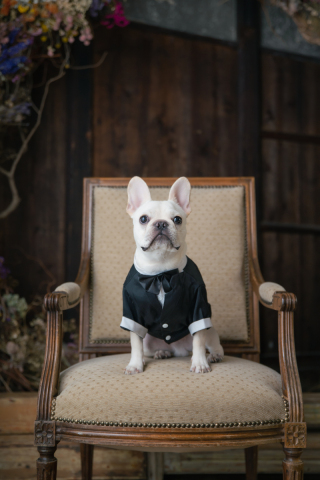 ペット衣装レンタル