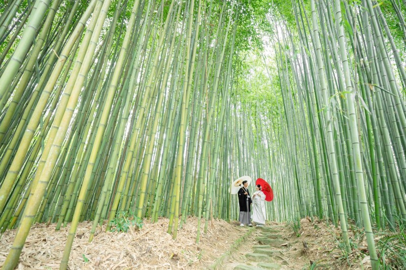 真夏の輝く竹林公園