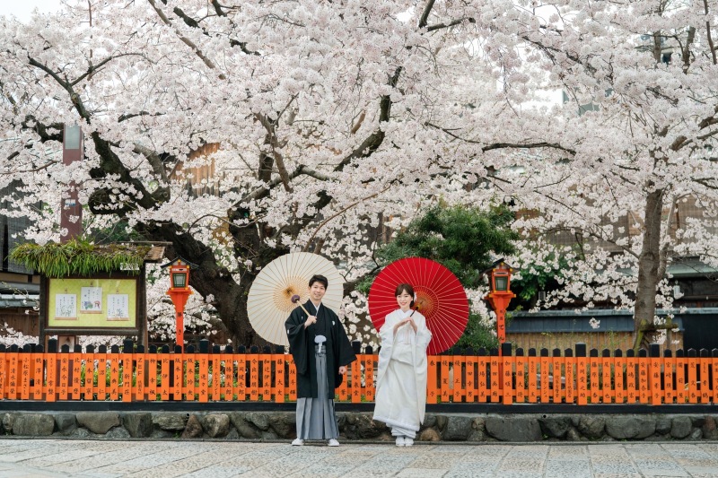 桜と玉垣と和傘