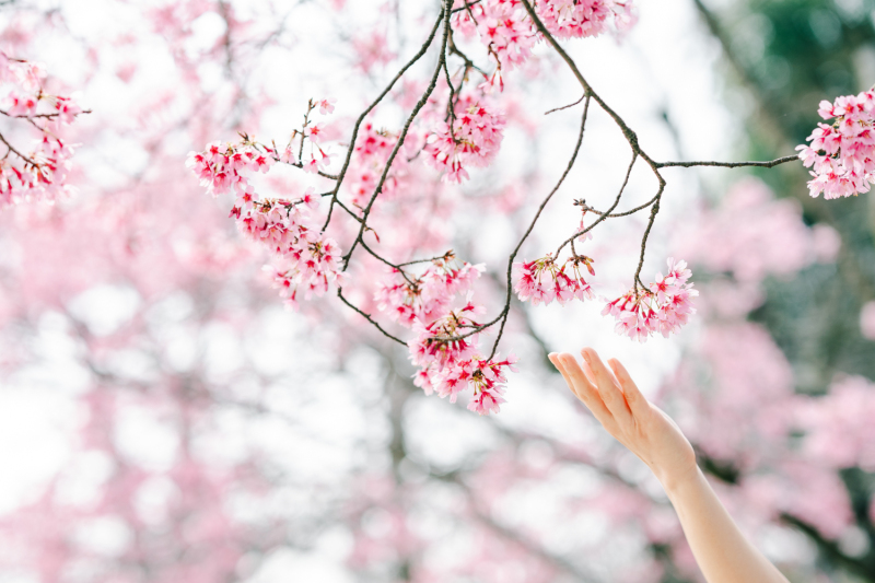 桜とドレス