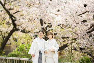 京都の桜はとても綺麗でした！