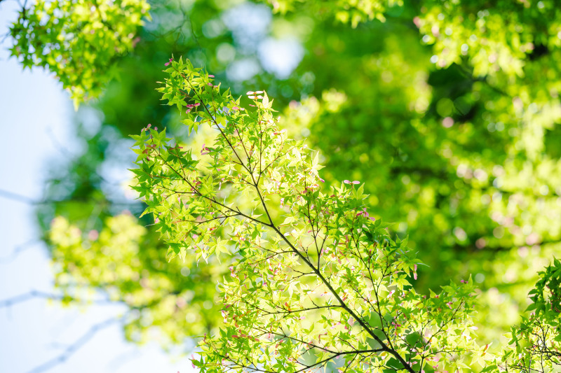 新緑の5月