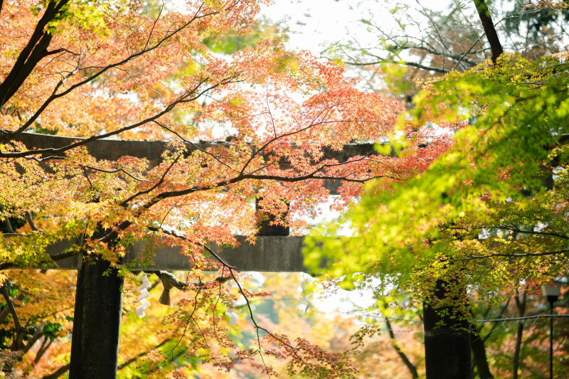 鳥居ともみじ