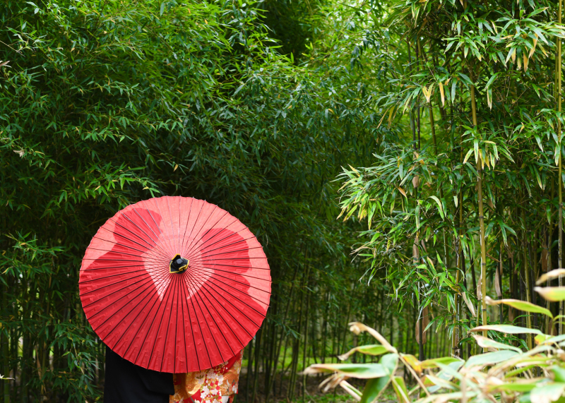 竹林でよくする
