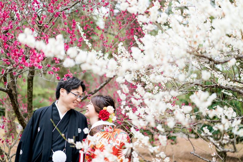 京都、梅が咲いてます