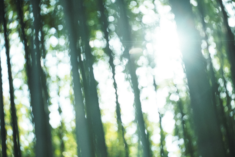 木漏れ日